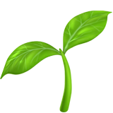 Seedling